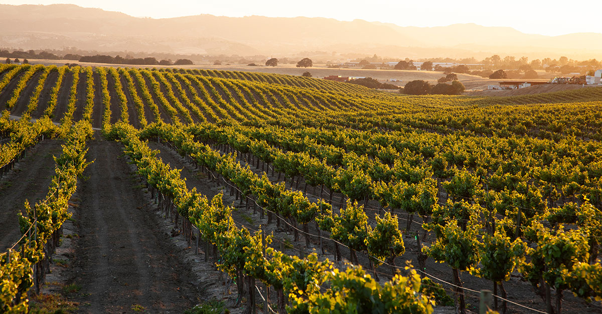 Michelin Guide to Launch Inaugural Distinction for Wineries